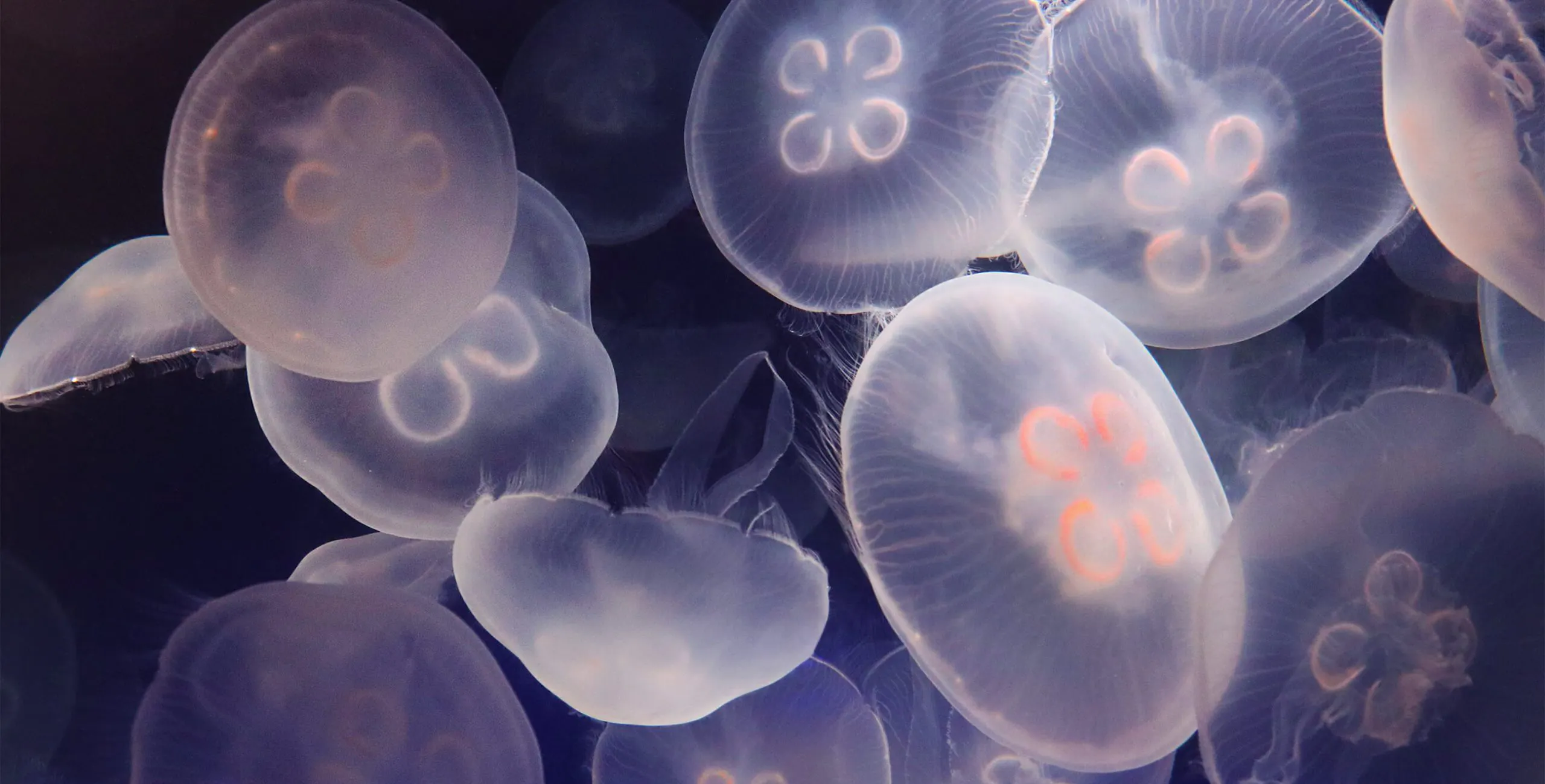 Moon Jellyfishs