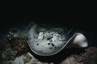 Stingray underwater and at night