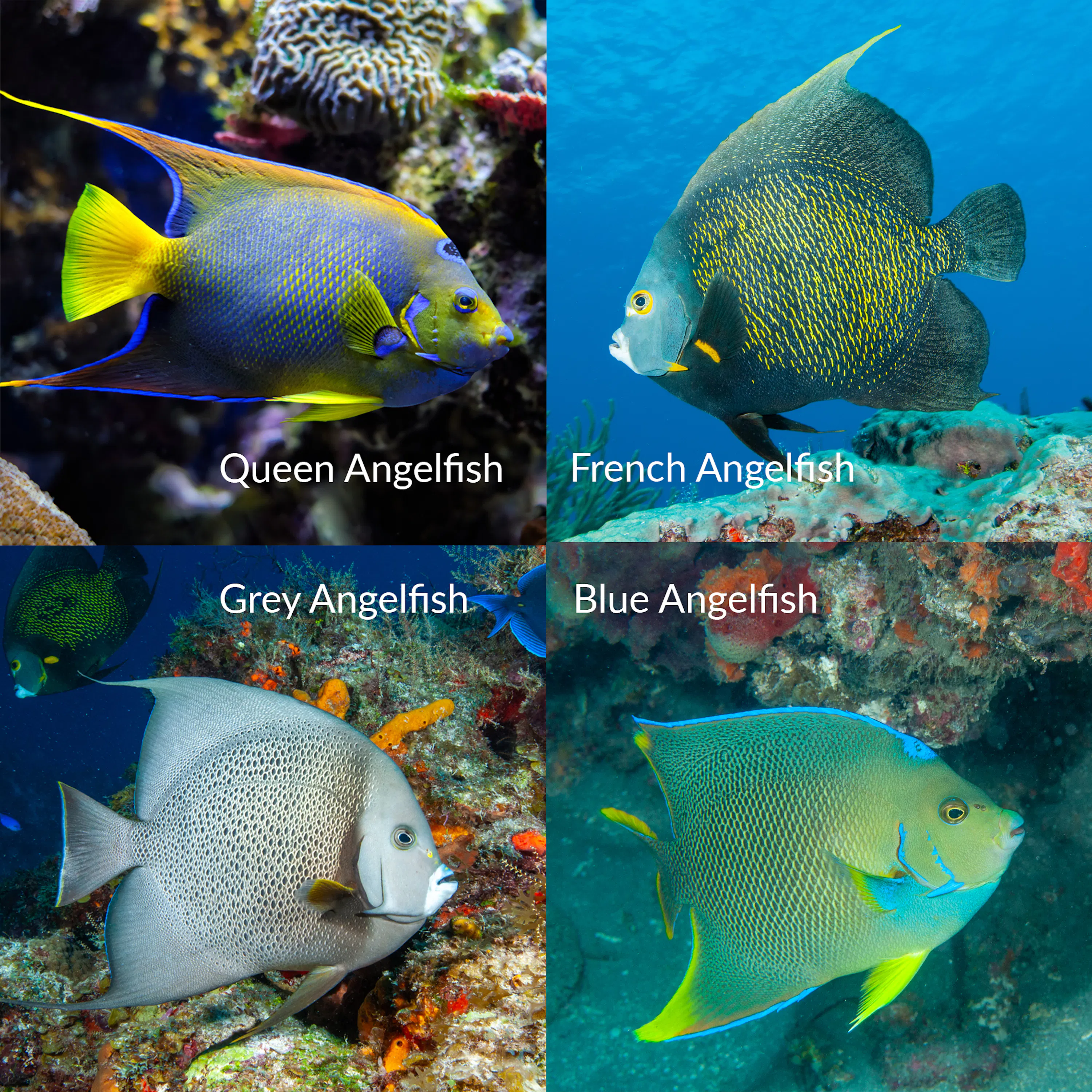4 different angel fishes