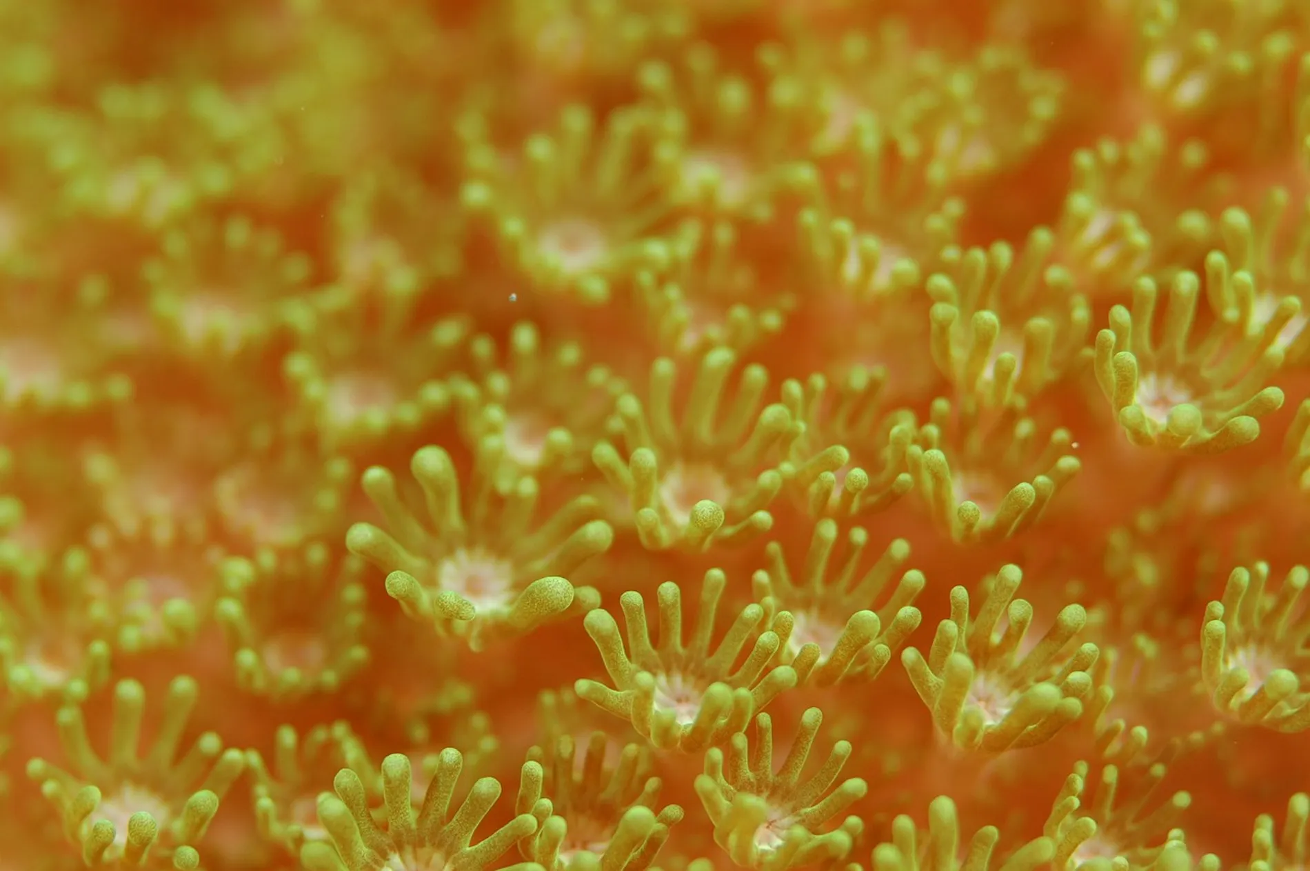 coral polyps