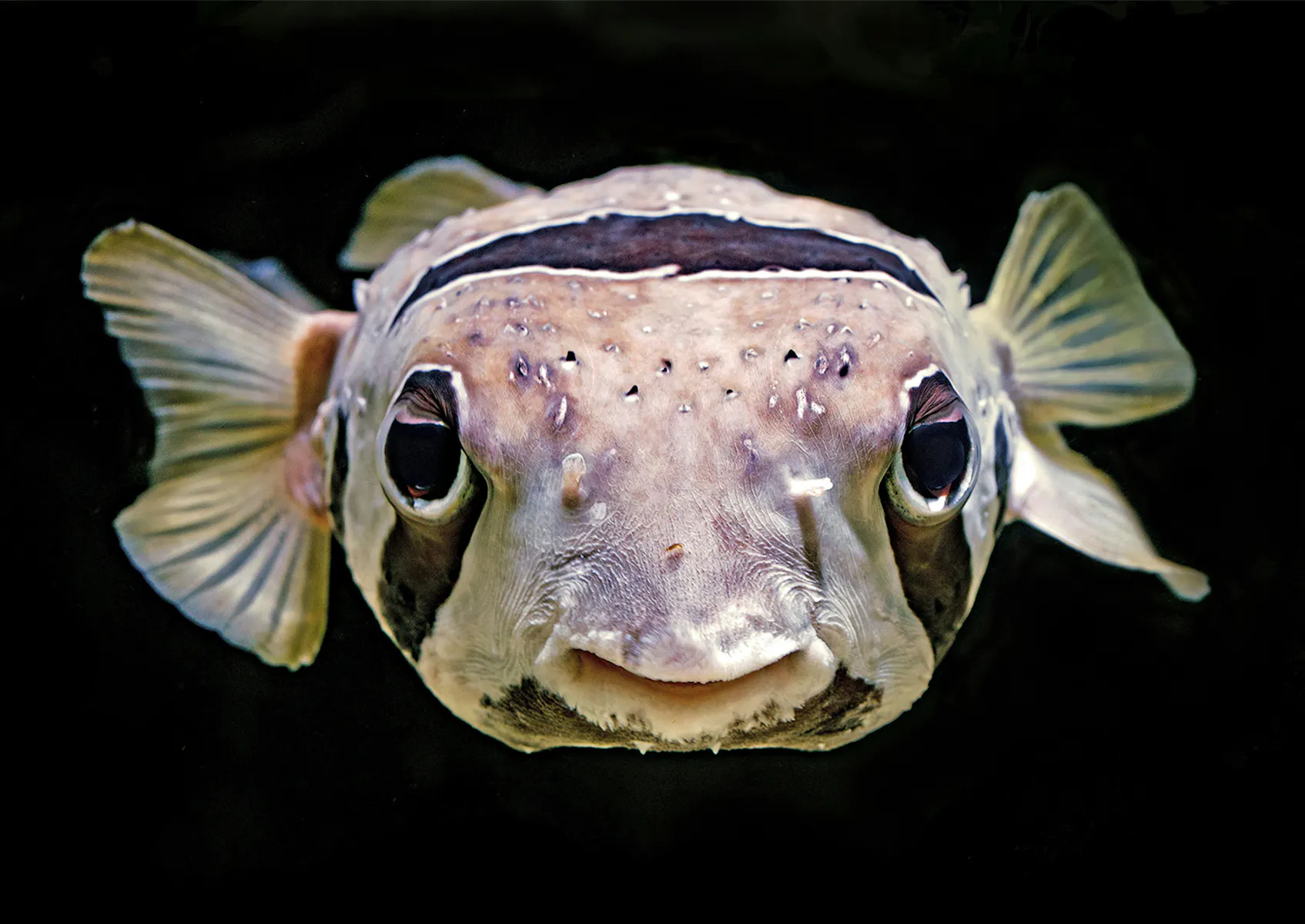 Puffer fish facing camera