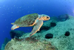 Loggerhead sea turtle swimming in the ocean