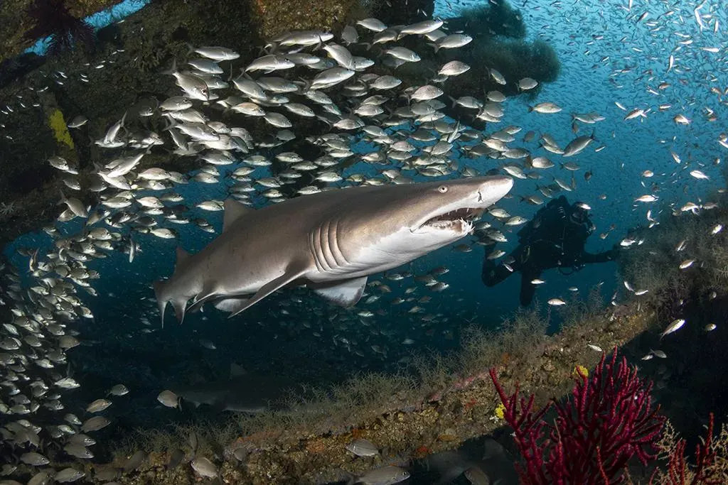 Sand Tiger Sharks swimming in the ocean at a wreck dive site