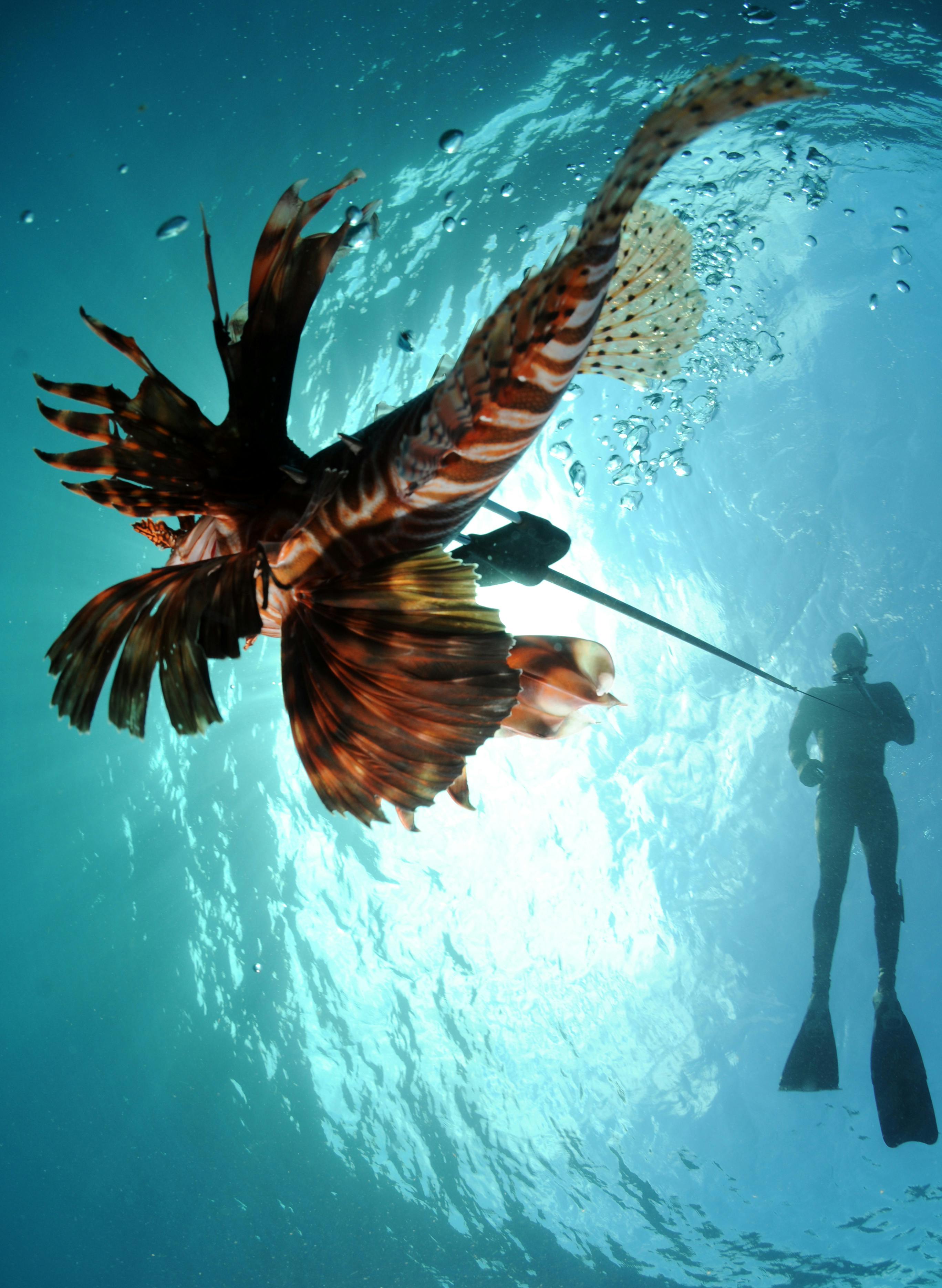 Lionfish spearfishing