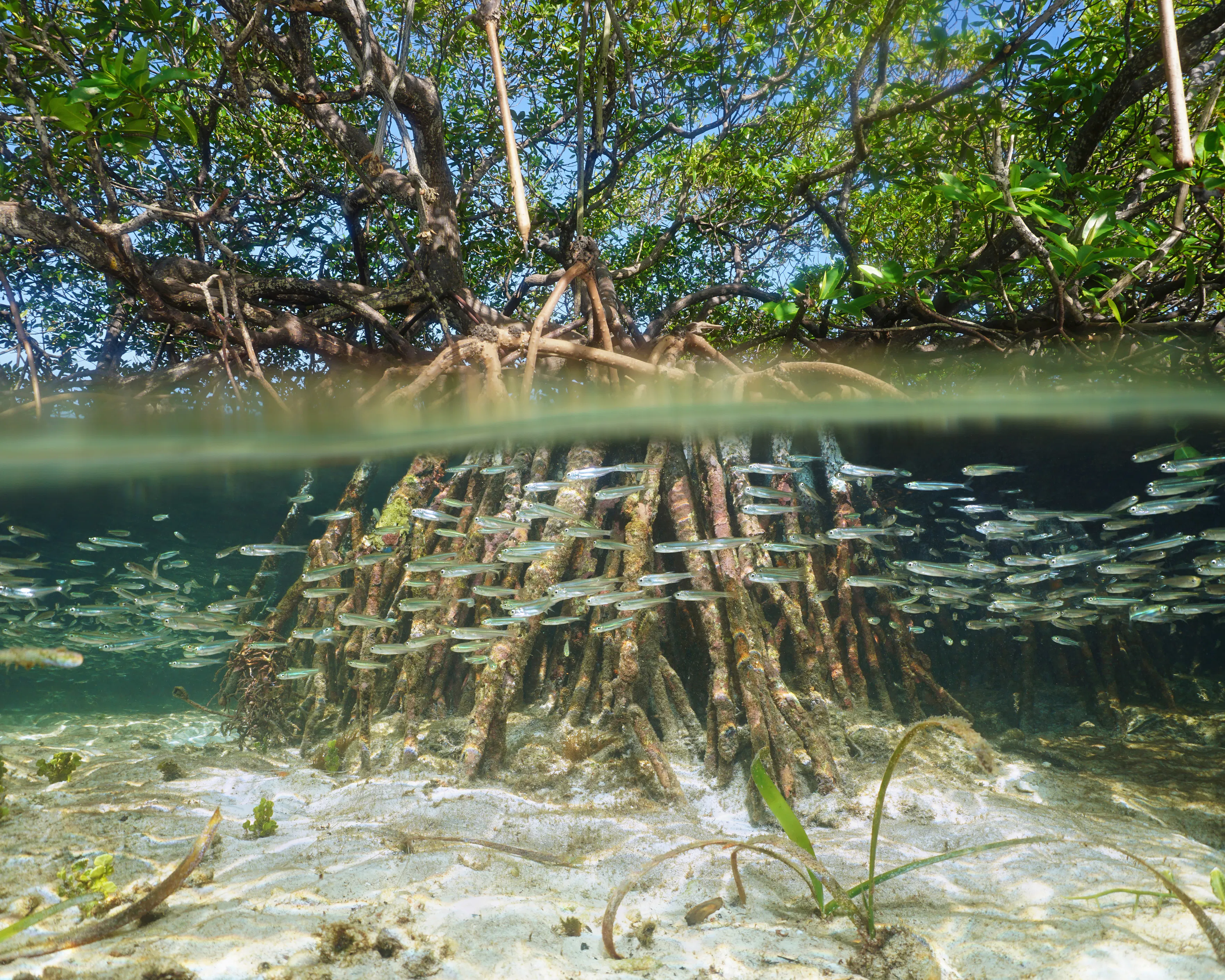 Mangrove in a half and half shot with fish in the water.