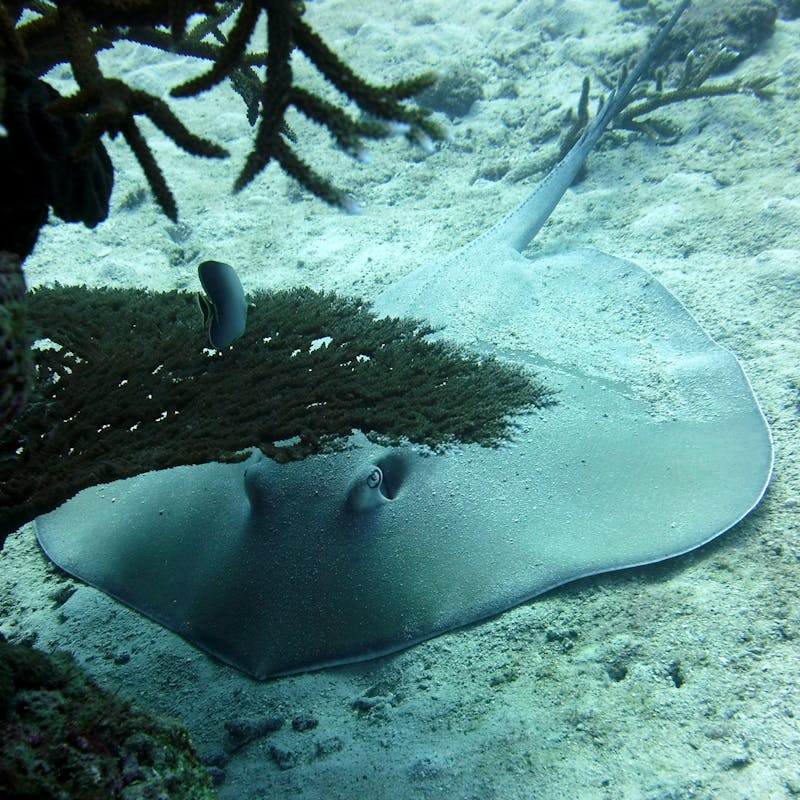Sting ray on the ocean floor.