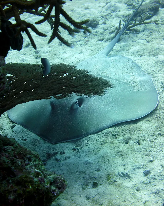Sting ray on the ocean floor.