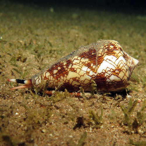 cone snail