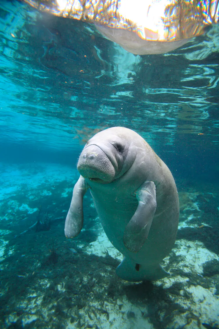Manatee in shallow waters