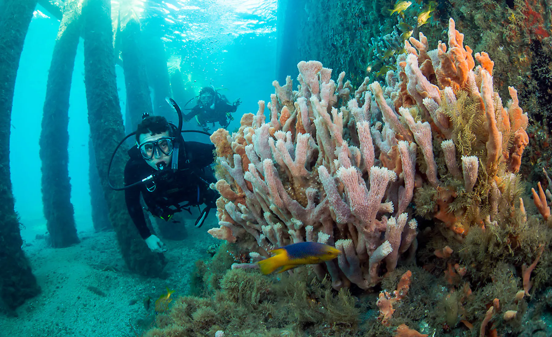Scuba diver at an underwater wreck dive site with healthy coral growing
