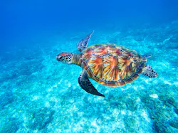Green sea turtle swimming in the ocean