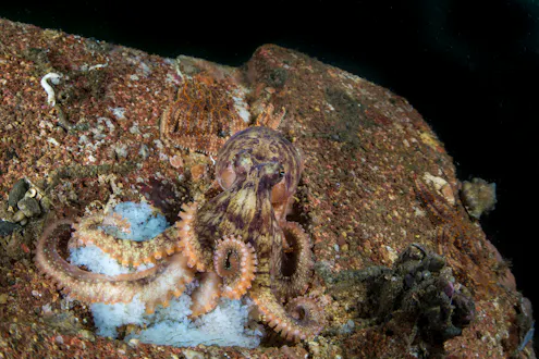octopus camouflaged