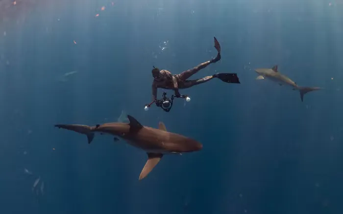 a freediver taking pictures of sharks in the ocean