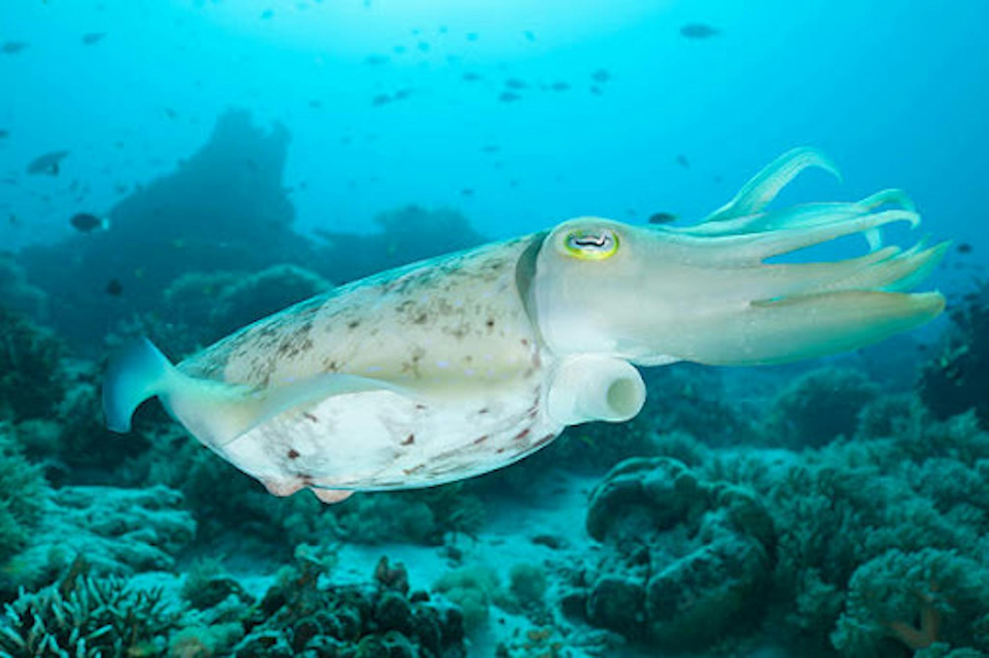 Cuttlefish from the side