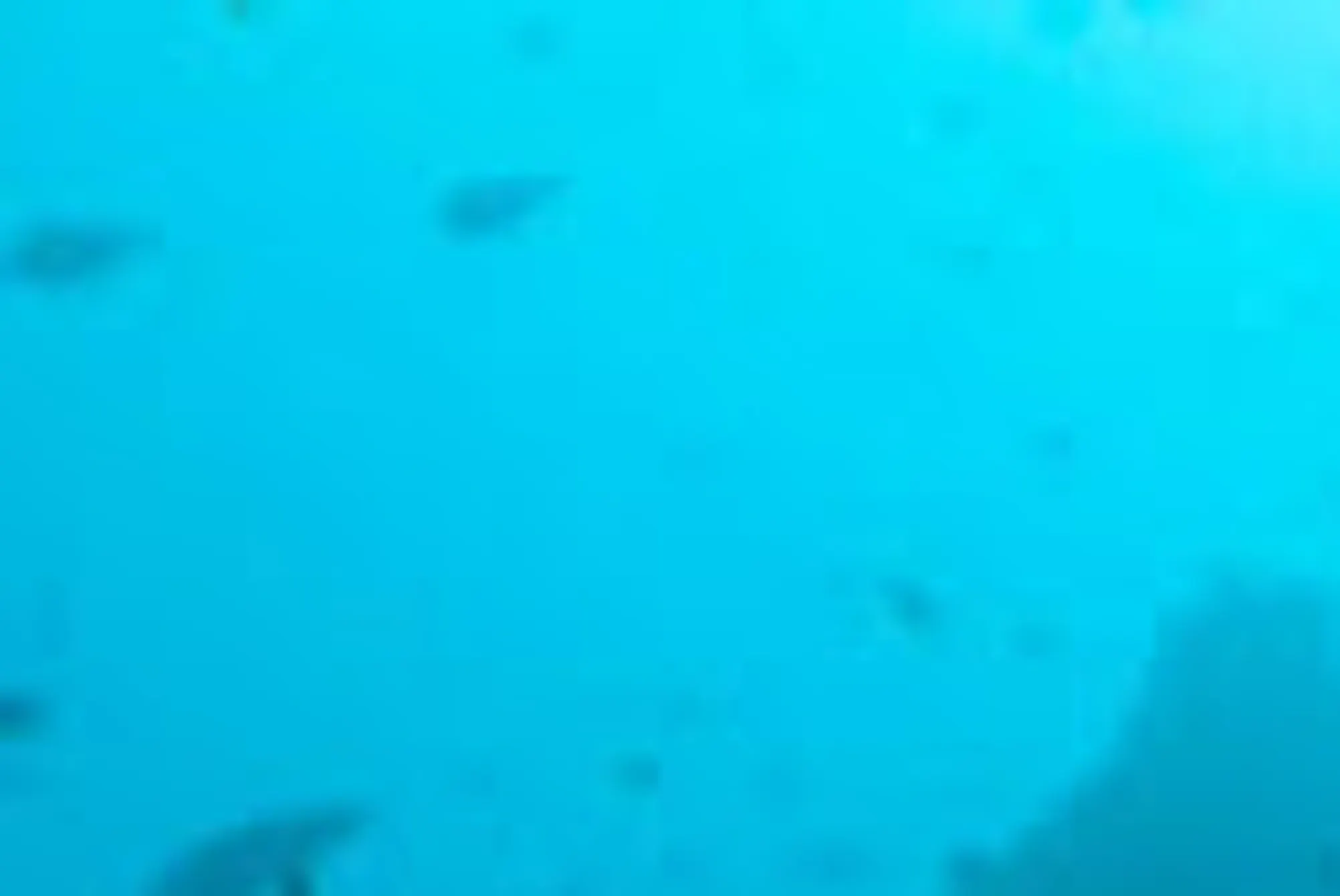 Cuttlefish from the side