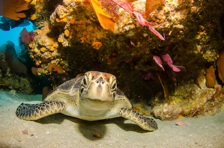 sea turtle