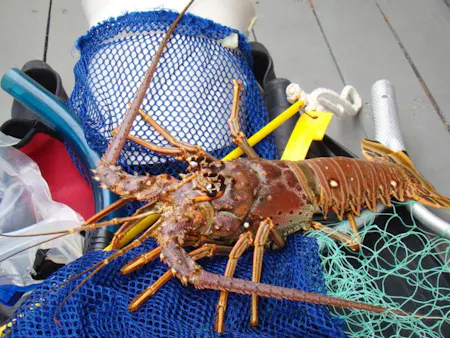 lobster out of water
