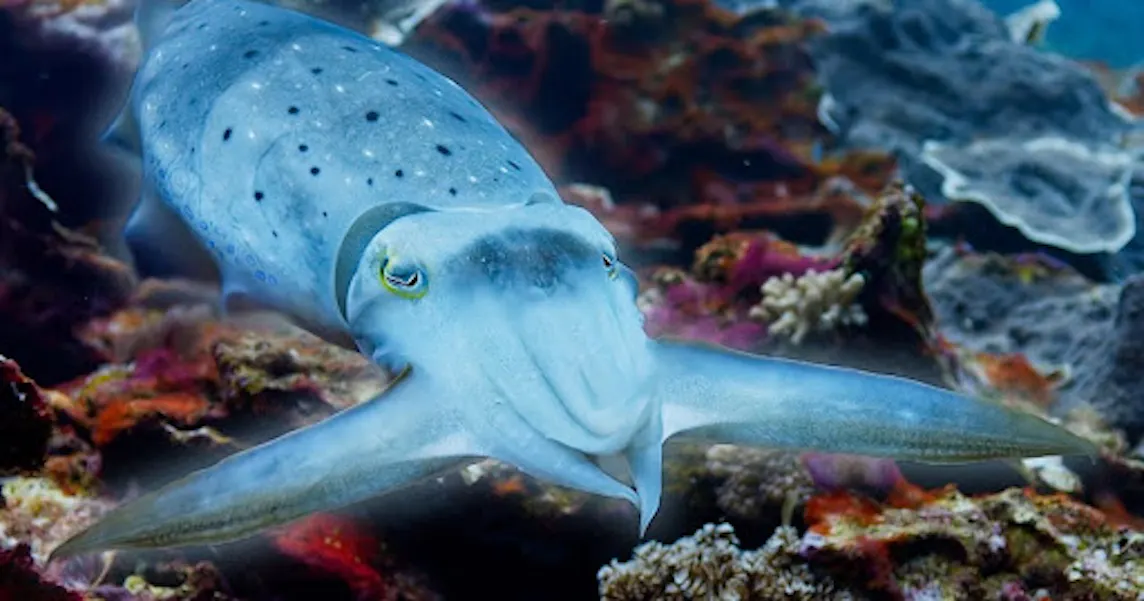 Cuttlefish changing color