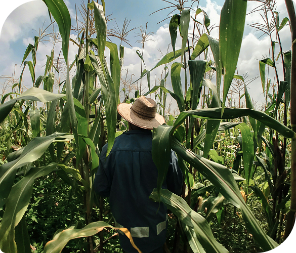 Imagen de un agricultor en un campo de maíz