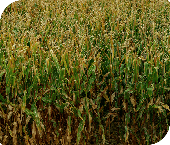 imagen de un campo de maíz