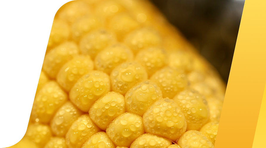 Guías de cultivo