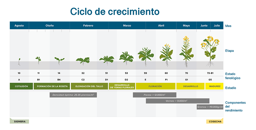 Ciclo de Crecimiento