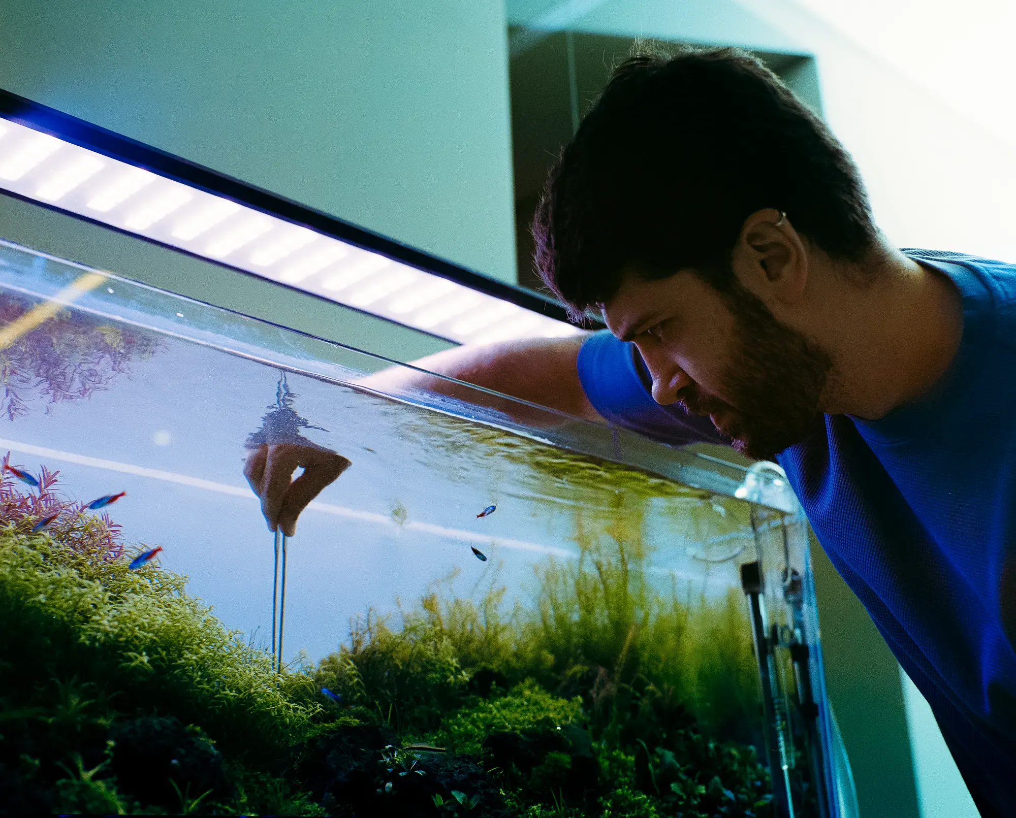 A bearded man in a blue shirt looks intently into a rimless aquarium while using long tweezers to work on the lush green aquatic plants inside. Neon tetra fish swim nearby under a bright overhead LED light.