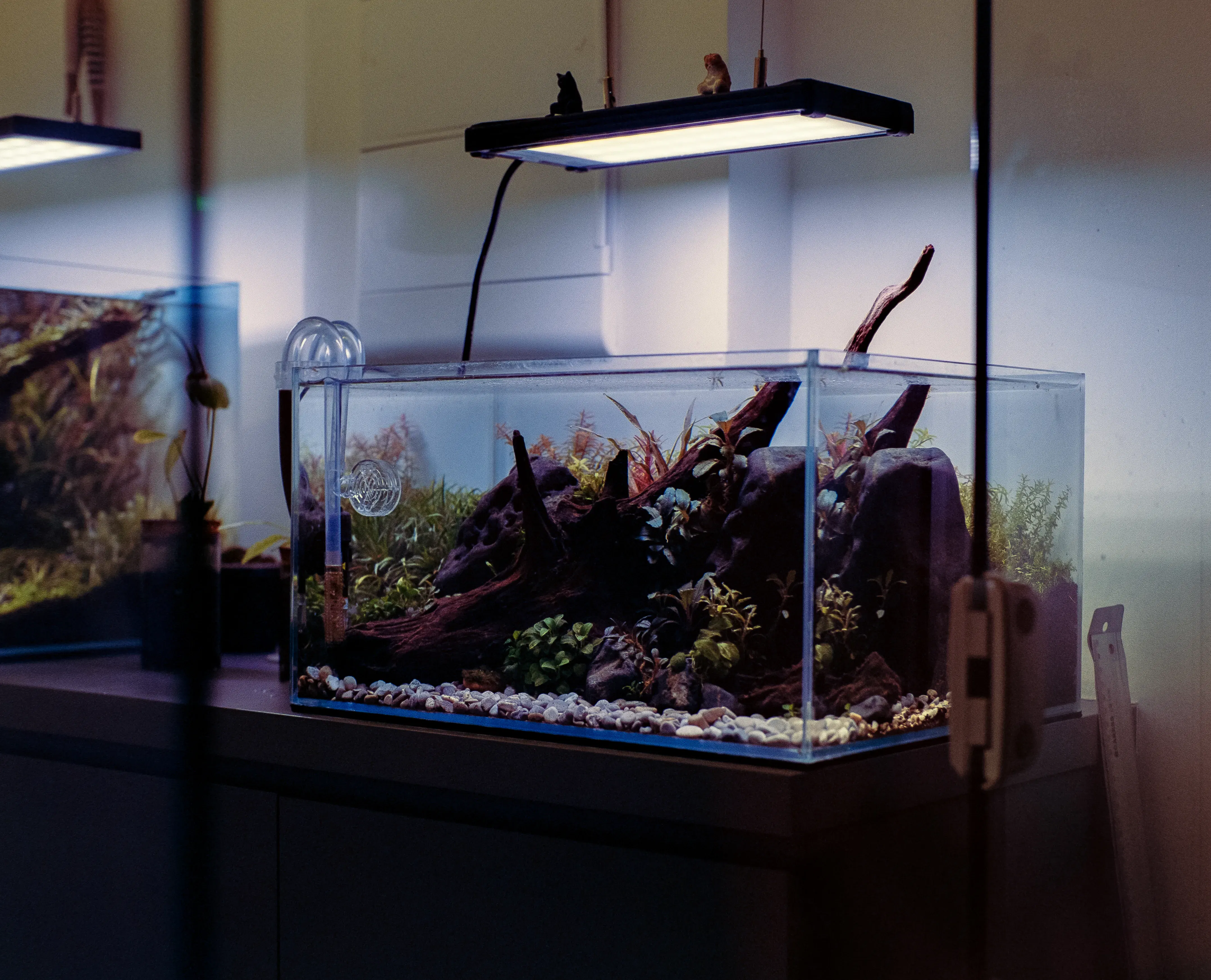 A rimless glass aquarium with an aquascape of dark rocks, driftwood, and green plants sits on a counter under a hanging LED light fixture. Glass pipes are mounted on the side, with a gravel substrate visible along the bottom.