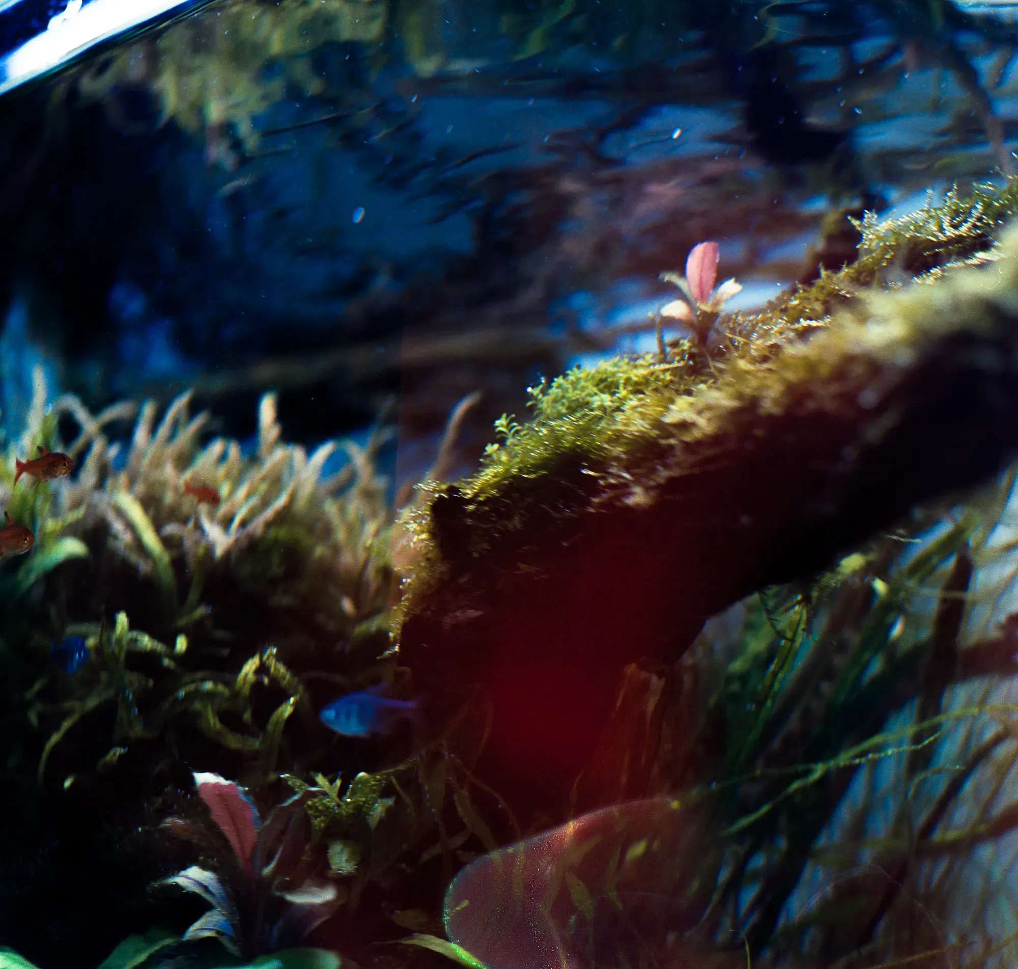 An underwater, close-up shot of an aquarium featuring a piece of driftwood covered in green moss. Small red and blue fish swim around the aquatic plants, with the water's surface creating ripples above.