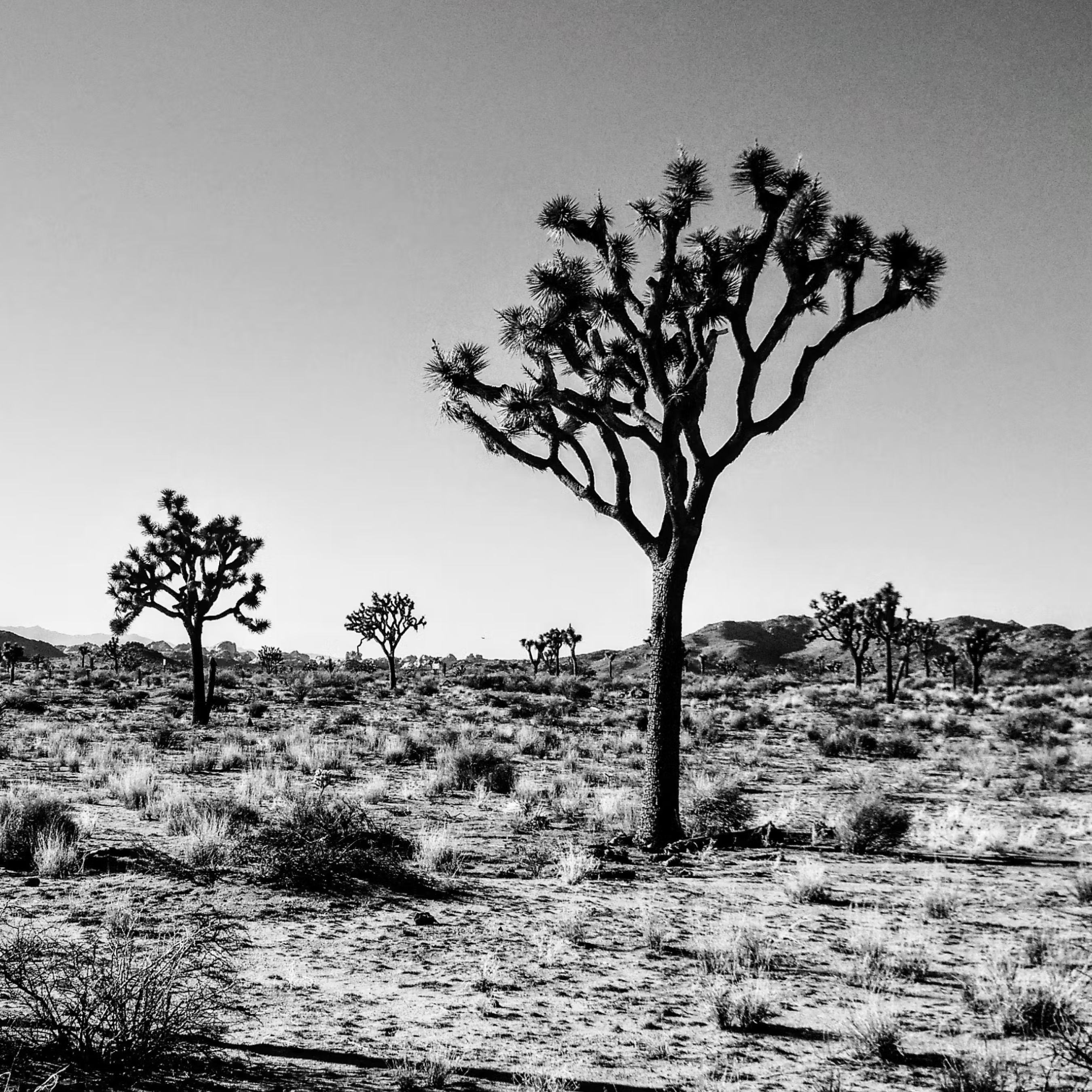 joshua tree photo