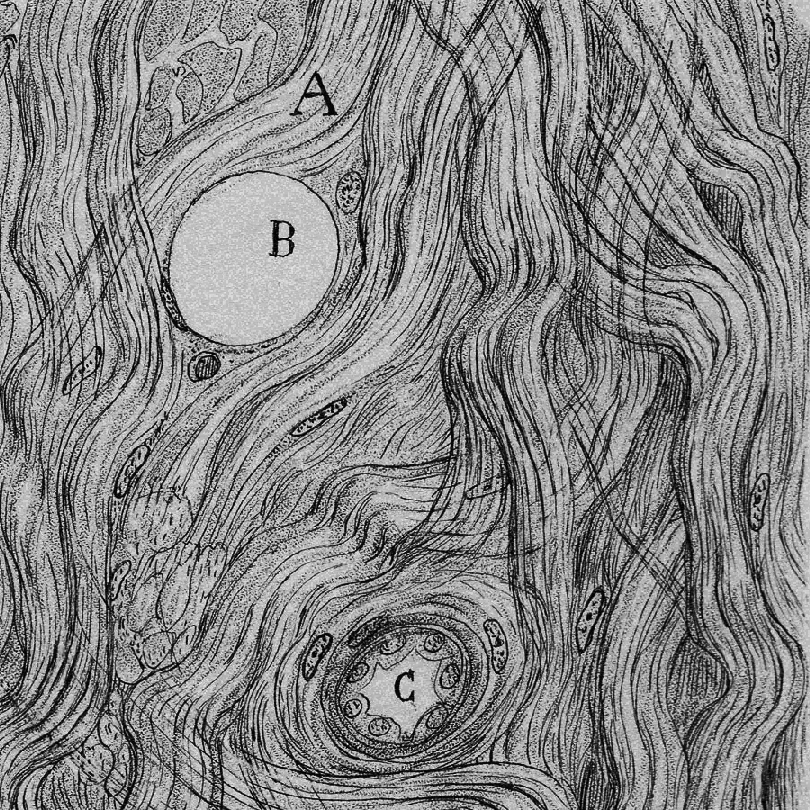 sketch of a neural network by cajal