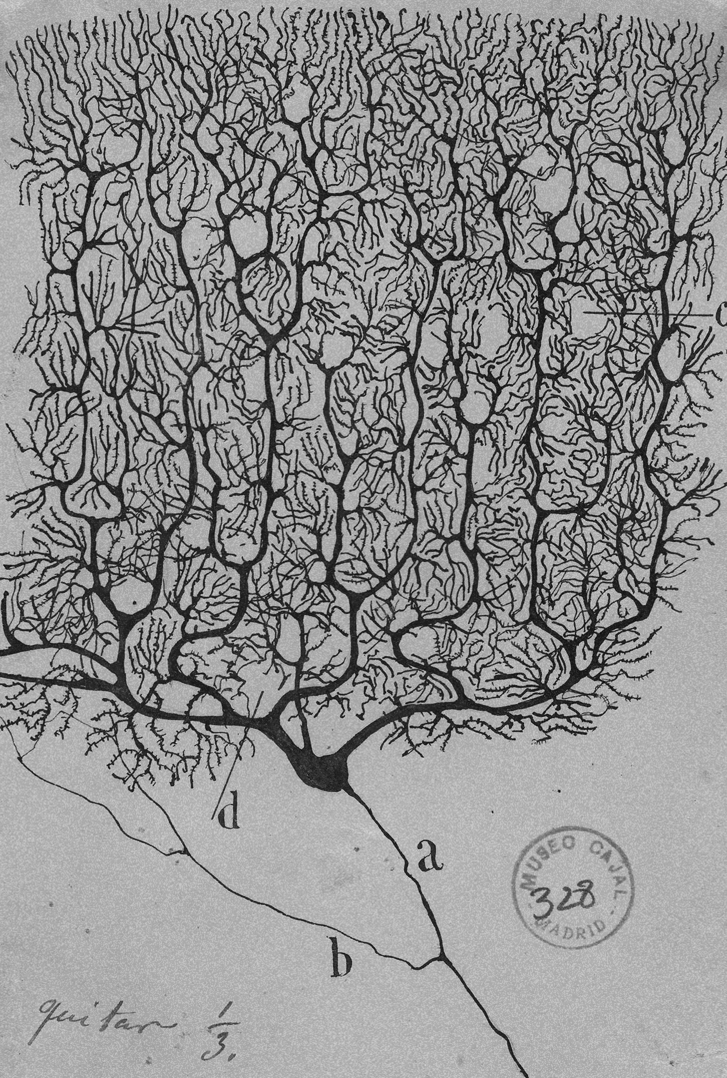 sketch of a neural network by cajal