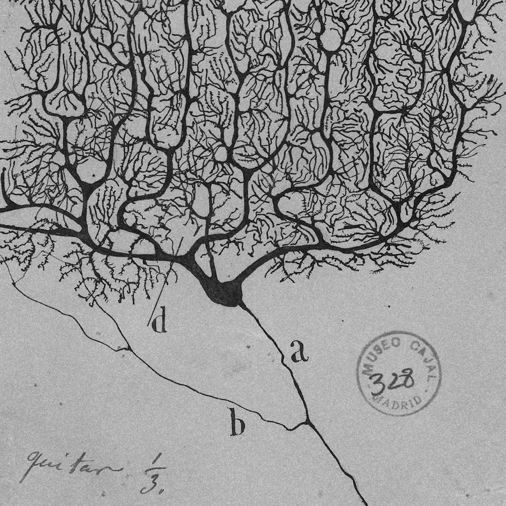 sketch of a neural network by cajal