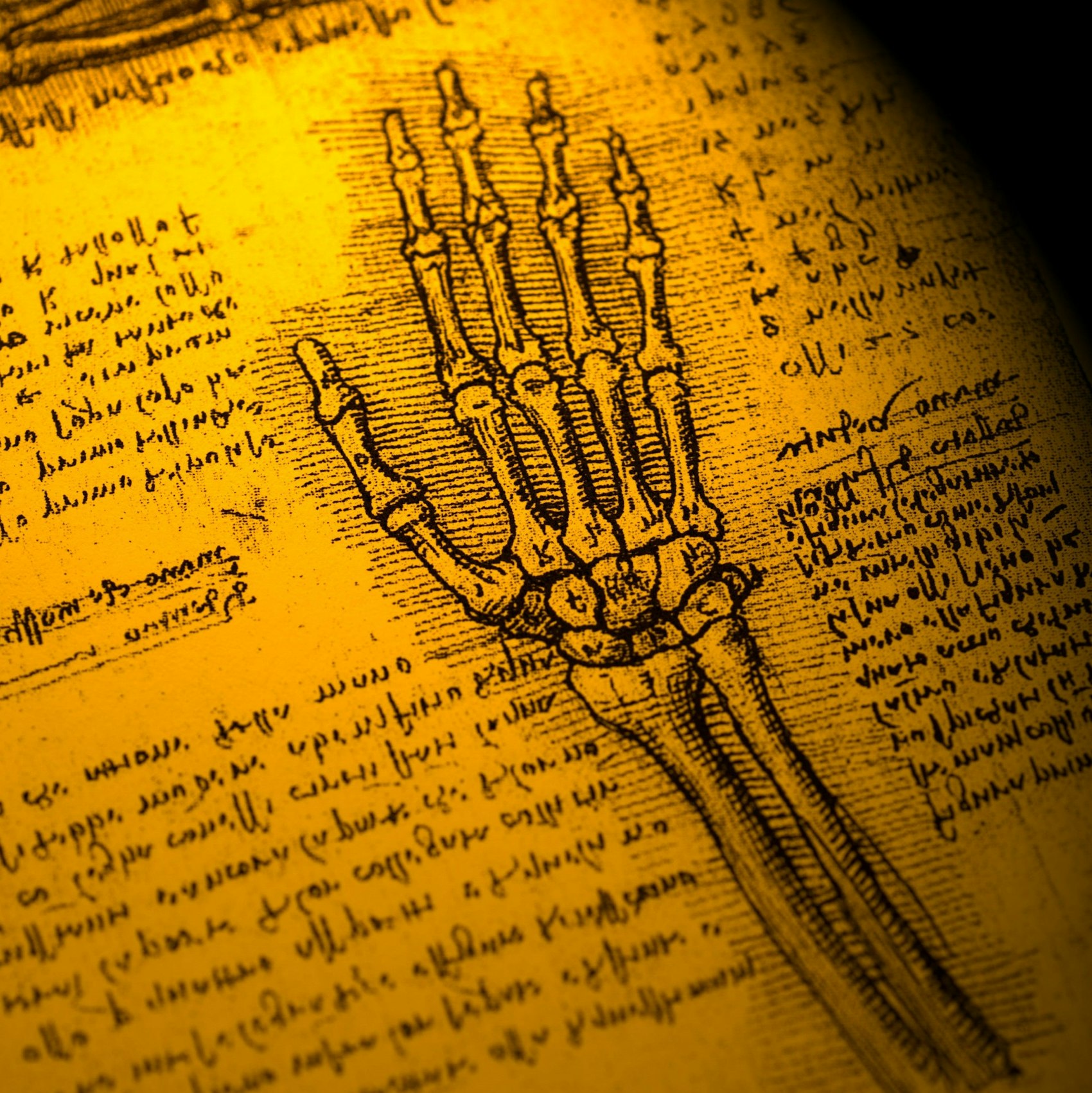 Anatomische Zeichnung einer Hand von Leonardo da Vinci