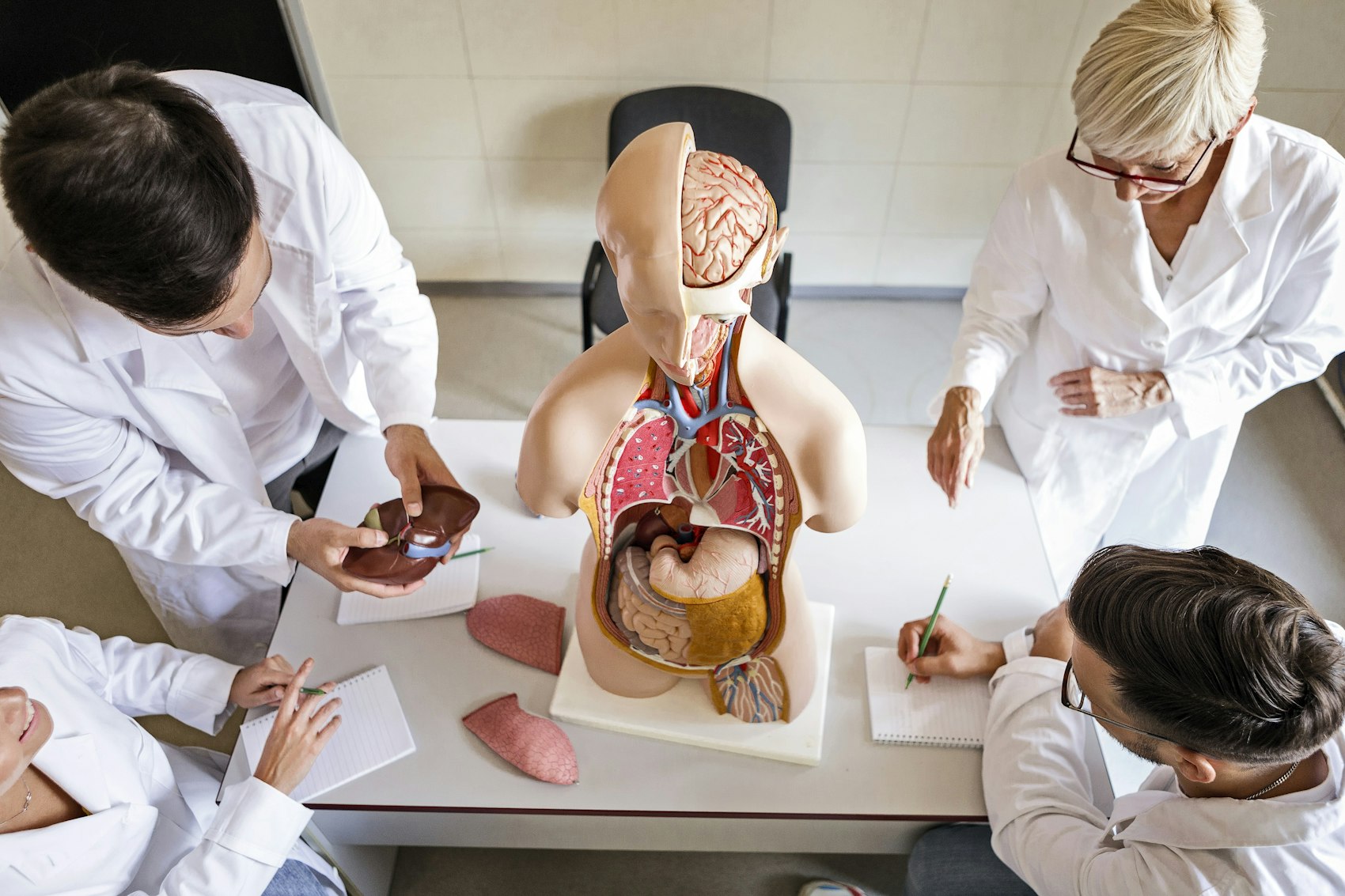 Vier Medizinstudenten lernen Anatomie