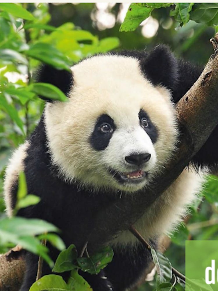 Pandabär auf einem Baum 