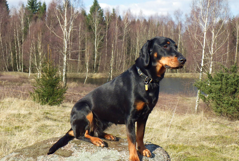 Словацкий копов