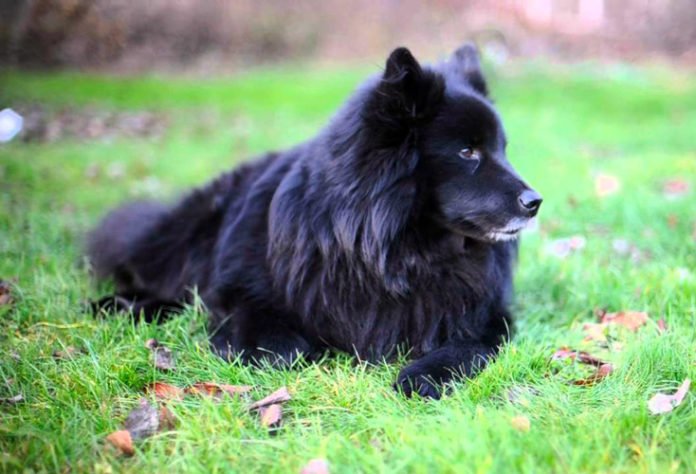 фото породы Шведский лаппхунд