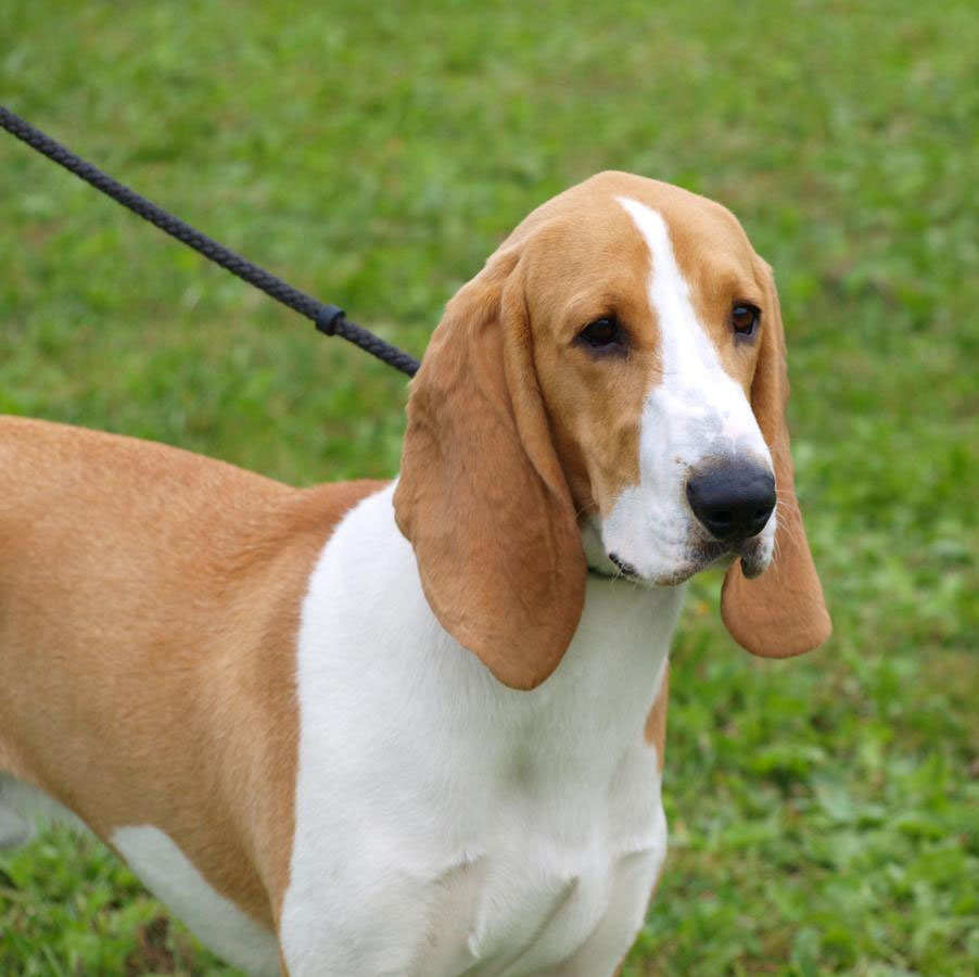 Бернская гончая