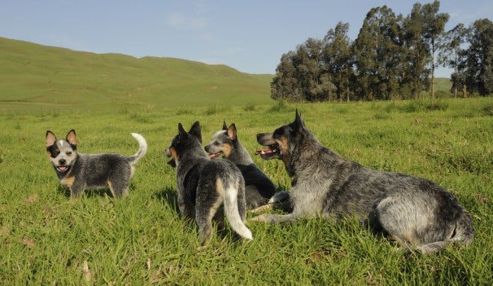 Австралийская пастушья собака – все о породе