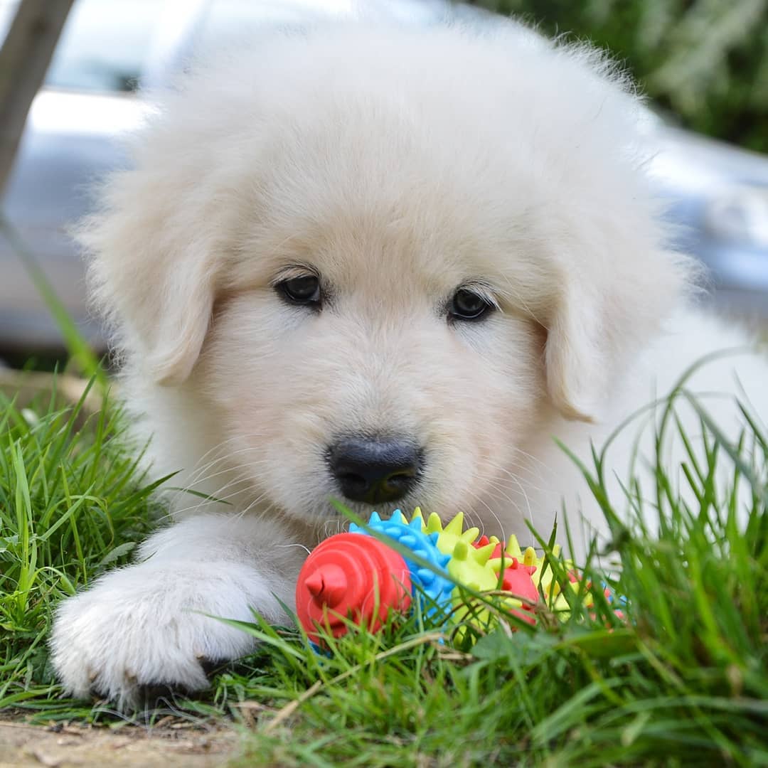 щенок породы Мареммо-абруццкая овчарка