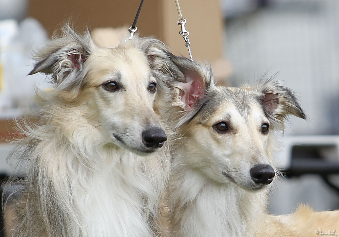 собаки Шелковистый виндхаунд