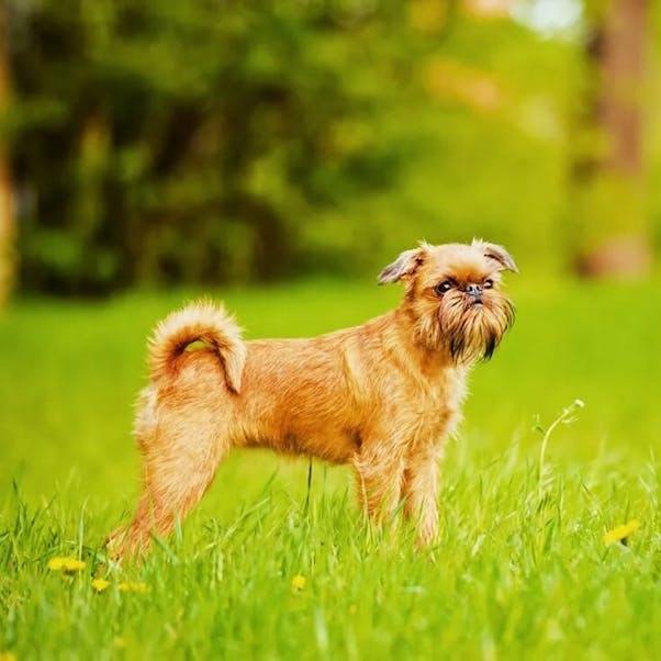 Малая бельгийская собака
