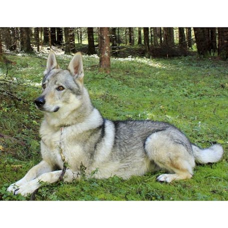 Чехословацкая волчья собака: фото, описание, характер, цена собаки, отзывы