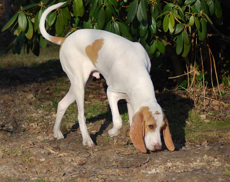размер породы Фарфоровая гончая