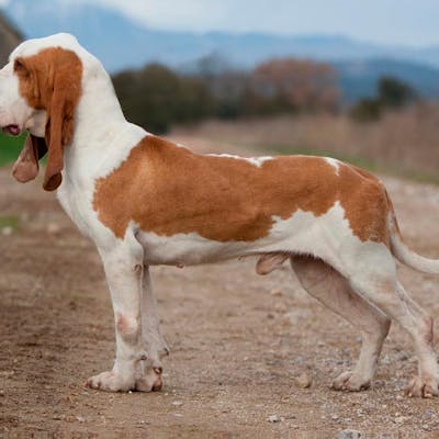 собака породы Испанская гончая