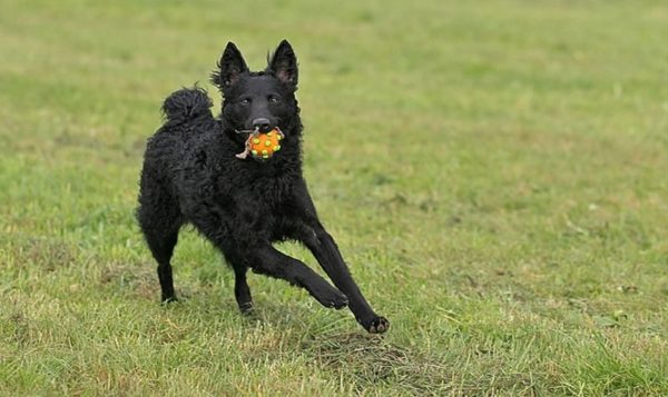 фото породы Хорватская овчарка