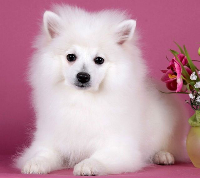  Вольпино итальяно 