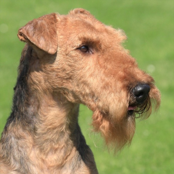 Эрдельтерьер