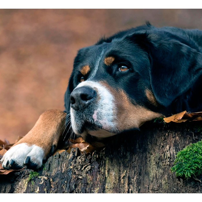 Большой швейцарский зенненхунд